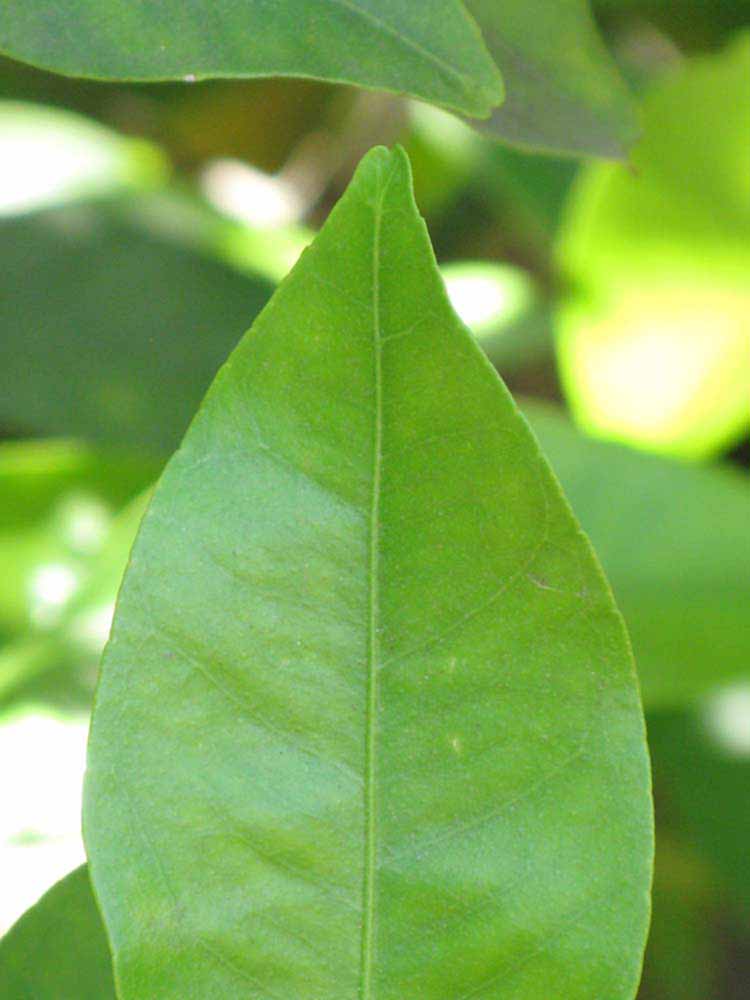              Margin (Dancy Weshart, Riverside, CA)       